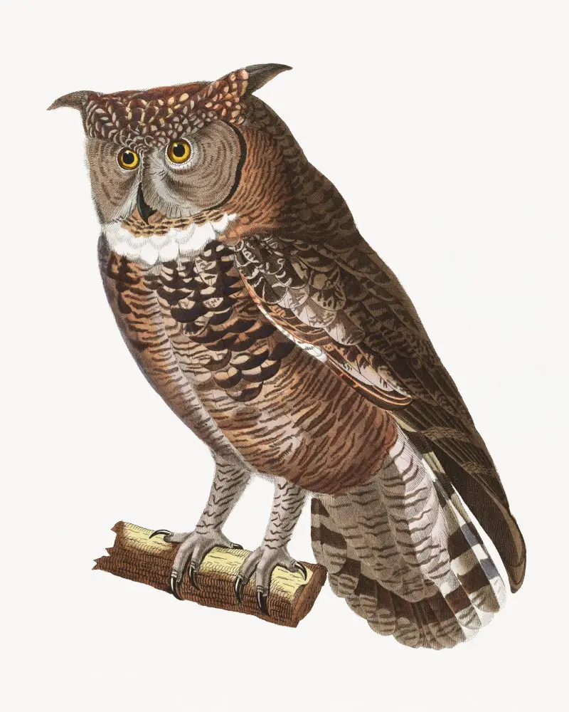 Spotted Eagle-Owl Animal Art by Nicolas Huet